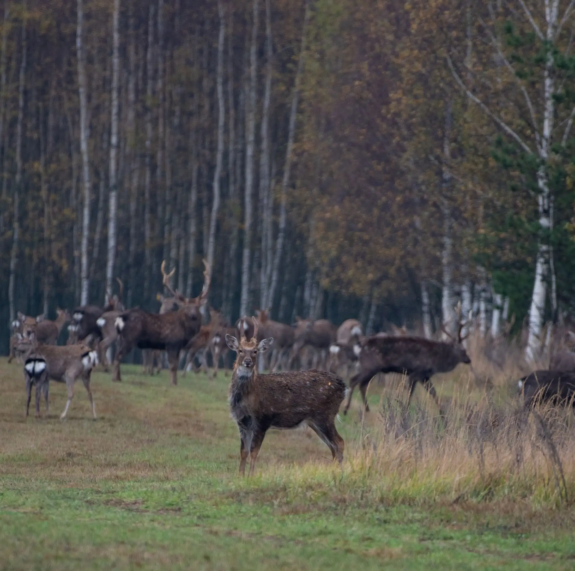 Олени в осеннем лесу